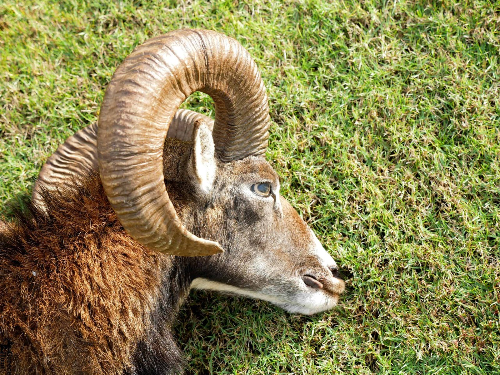 mouflontrophyonSapientzaisland