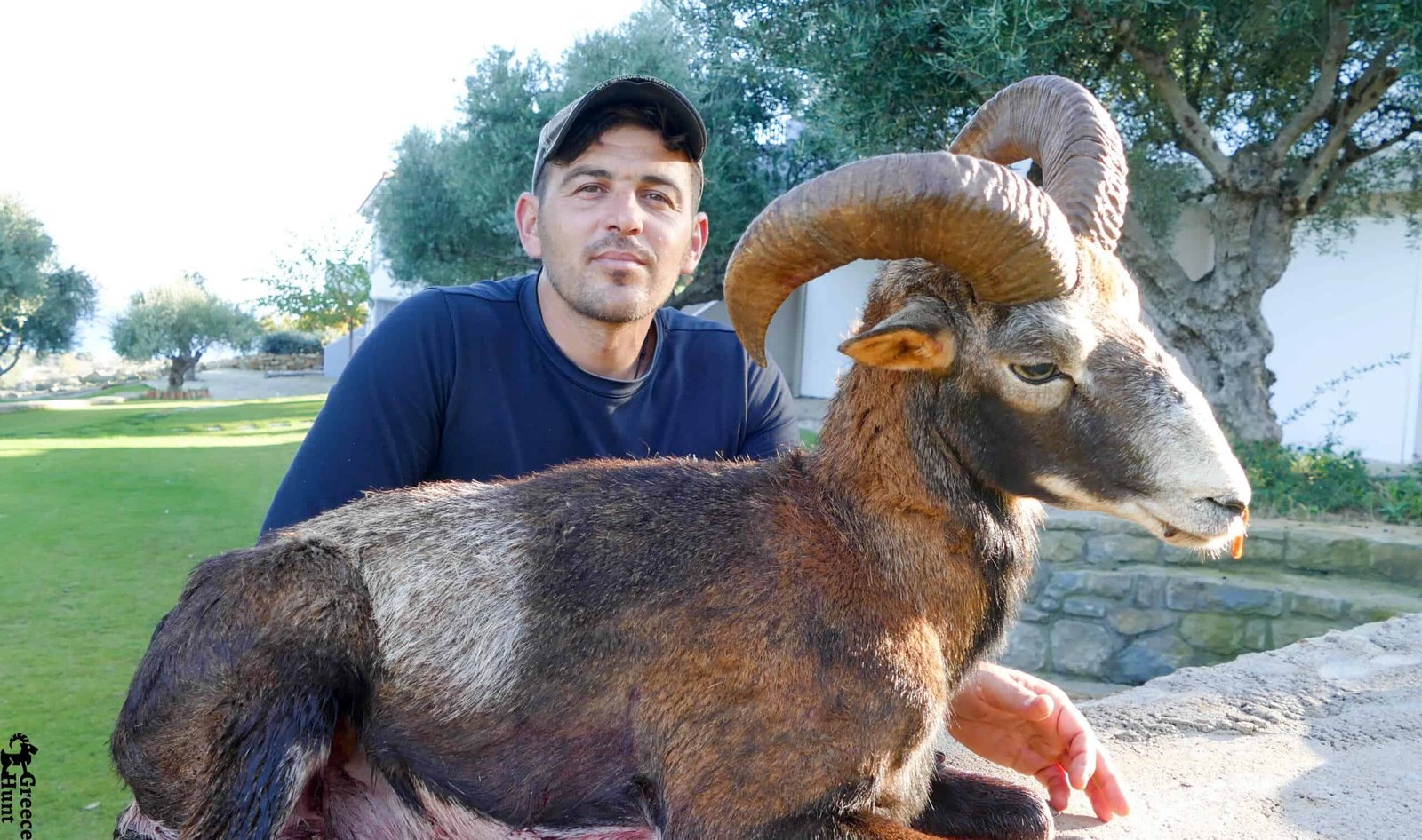 mouflontrophyonSapientzaisland