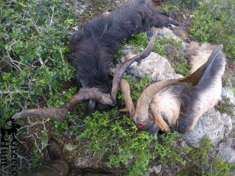 Difference between dorcas and hircus