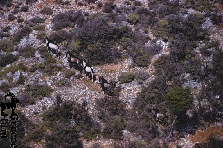 Yura ibex (capra aegagrus dorcas) 2